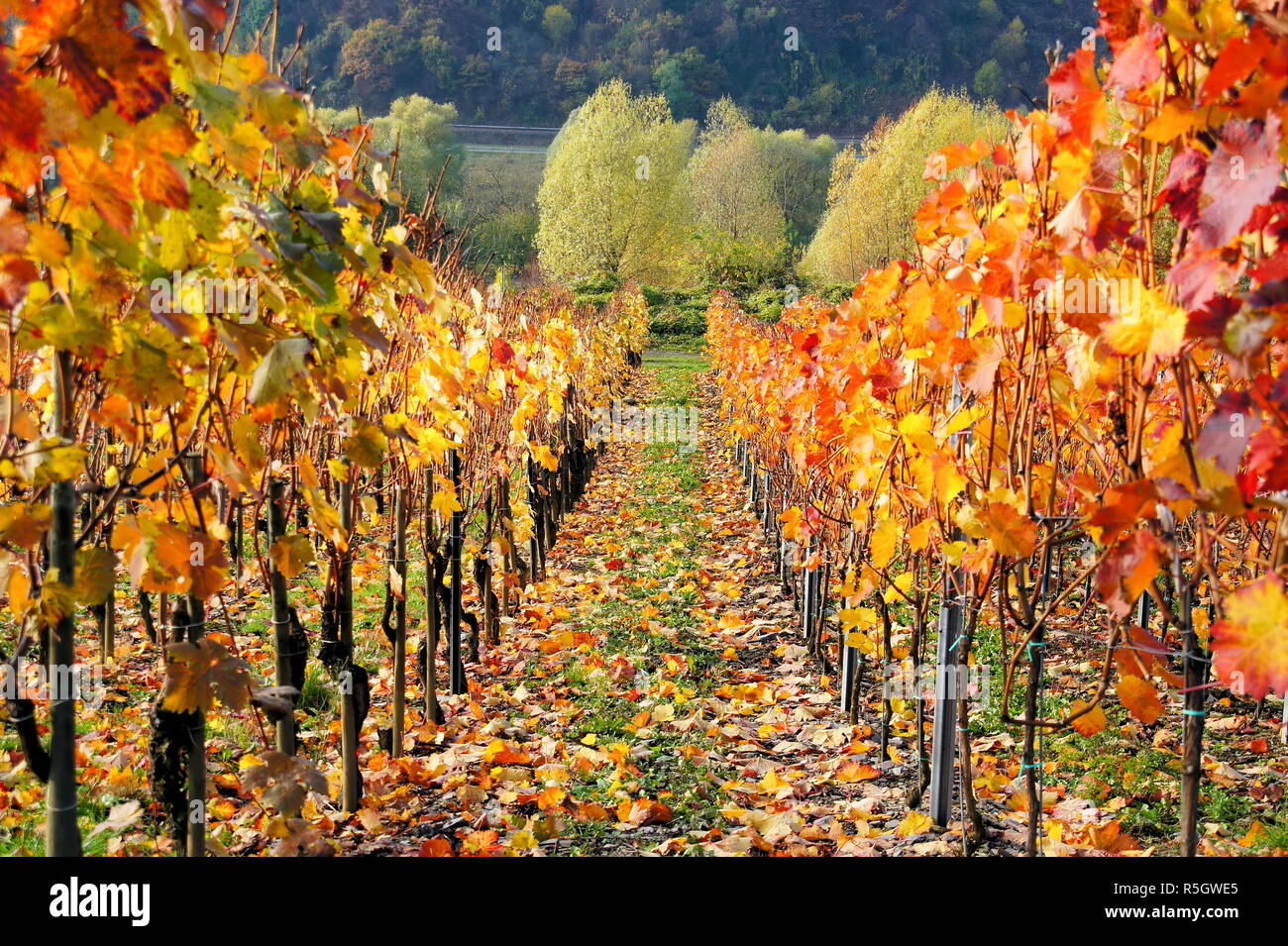 autumnal red wine grapesrn Stock Photo