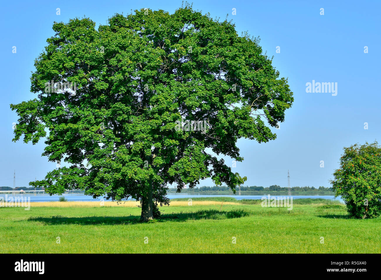 Lonely big tree in green field on a background clear sky Stock Photo
