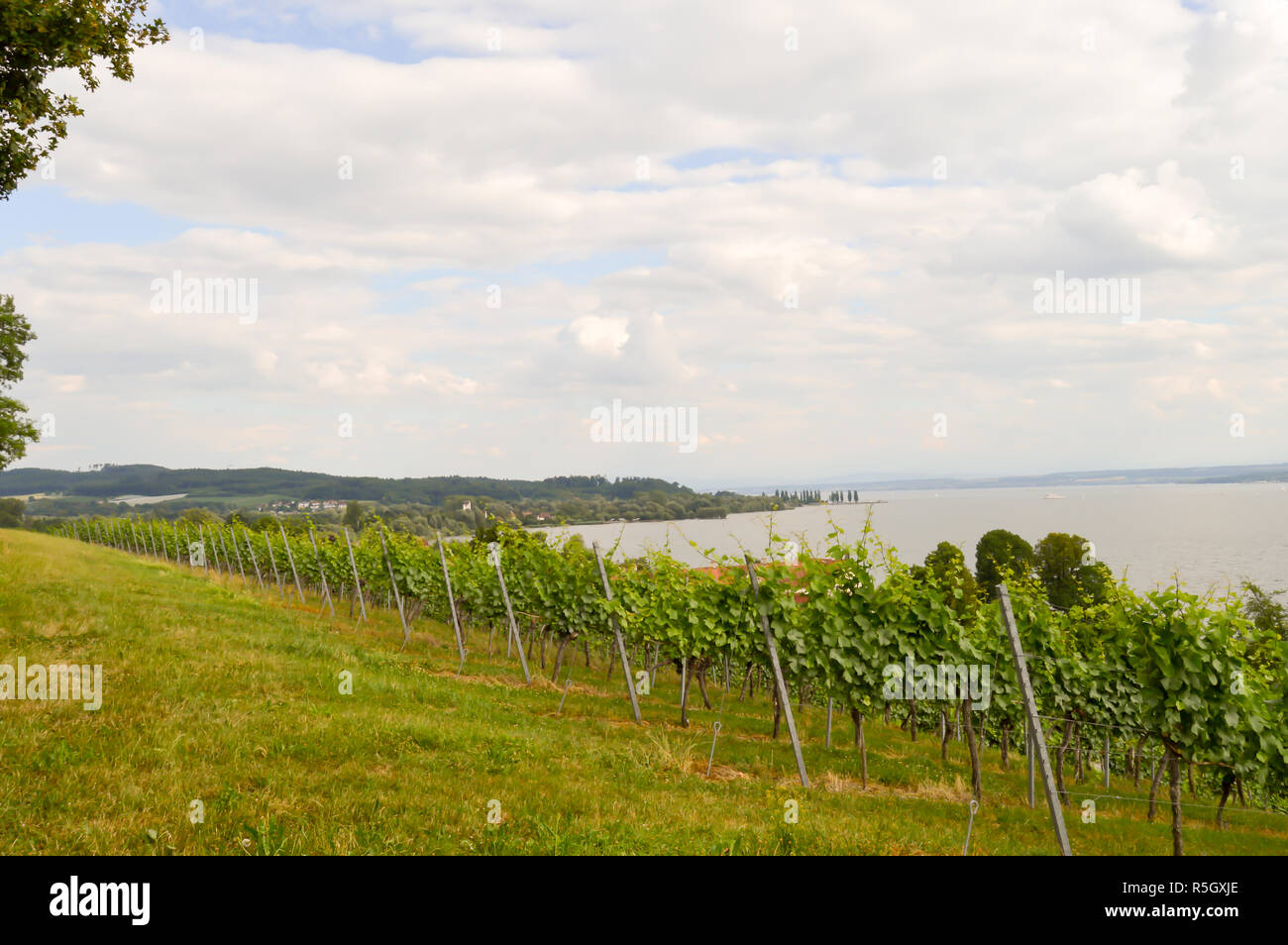 View of vine plants in Uhldingen Stock Photo