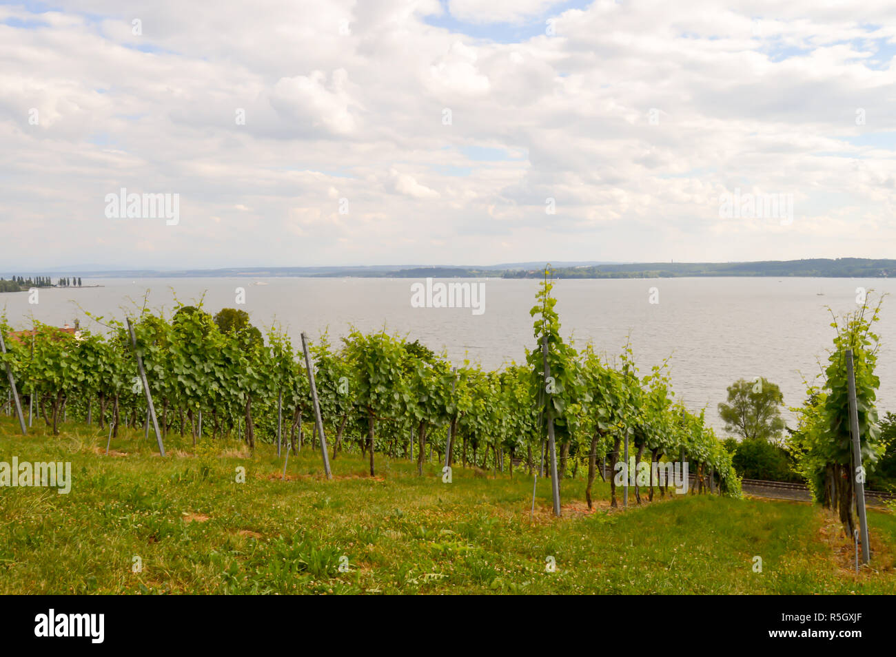 View of vine plants in Uhldingen Stock Photo
