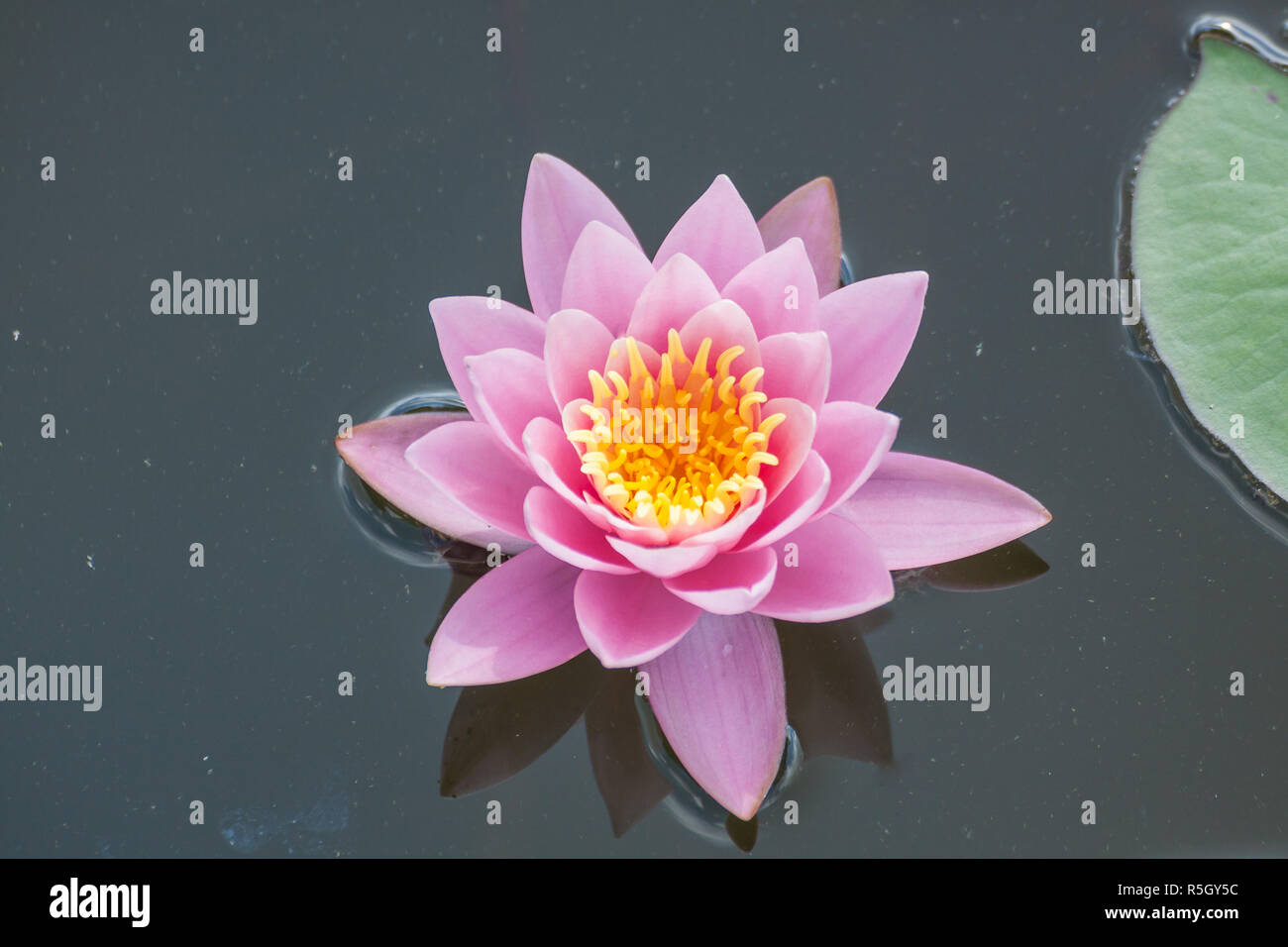 pink water lily Stock Photo