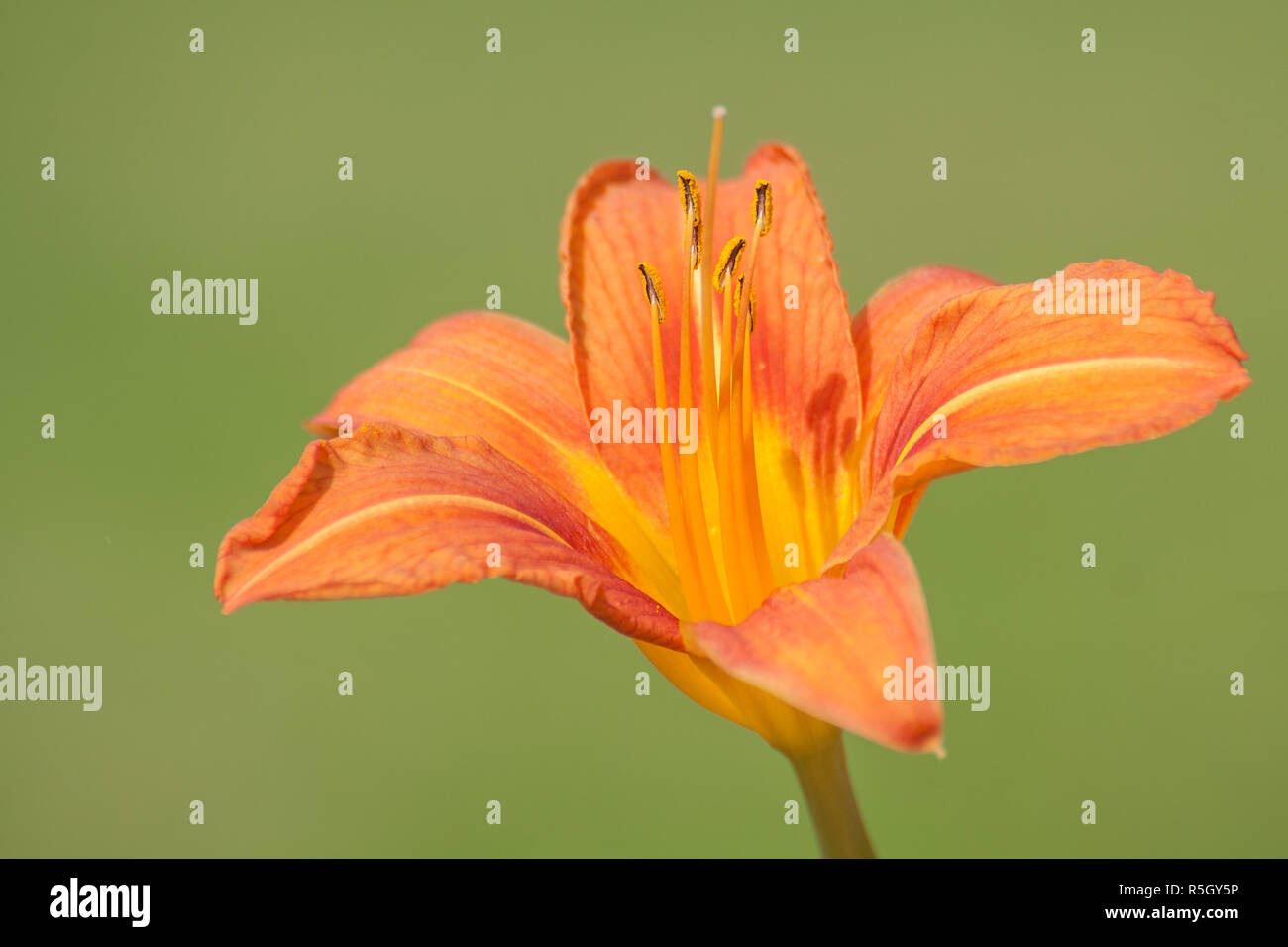 Lilienartig hires stock photography and images Alamy