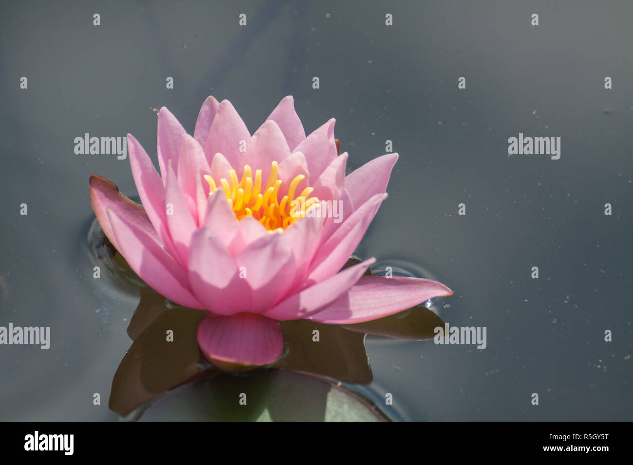 pink water lily Stock Photo