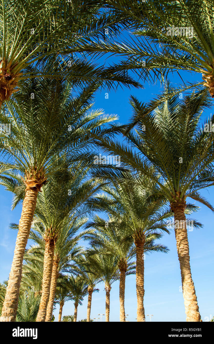 palm tree alley Stock Photo - Alamy