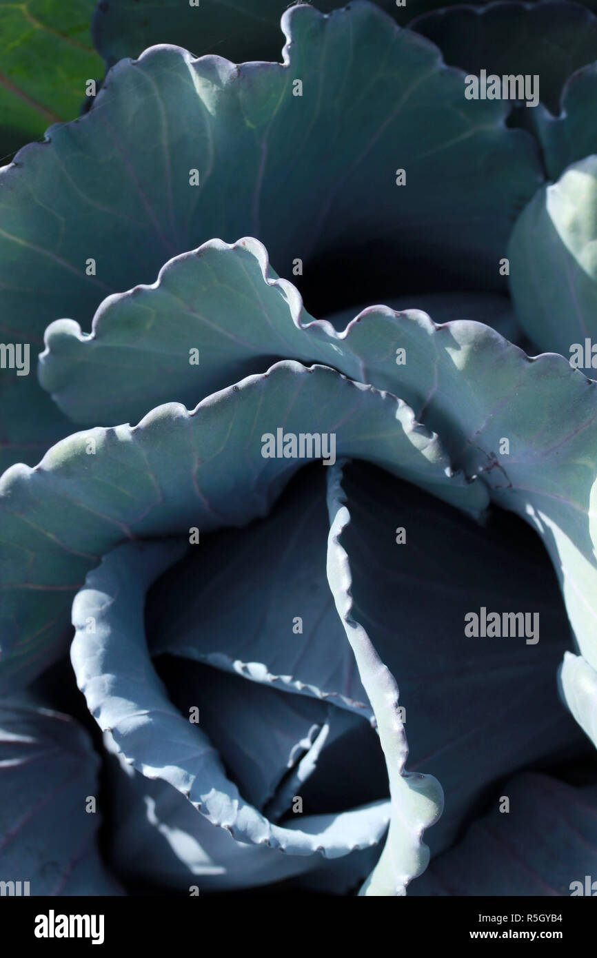 Multi layered vegetable hi-res stock photography and images - Alamy