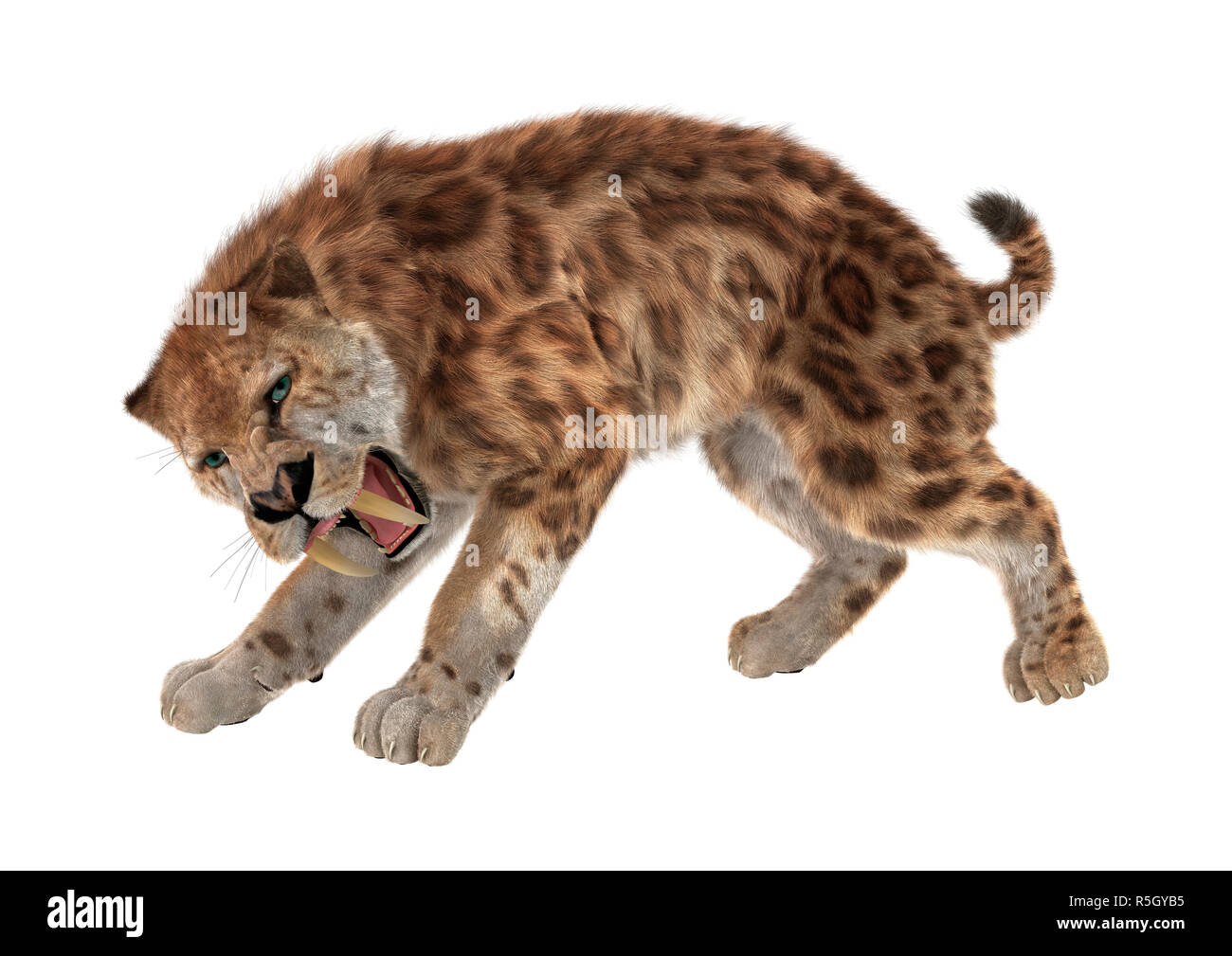 Saber tooth tiger hi-res stock photography and images - Alamy