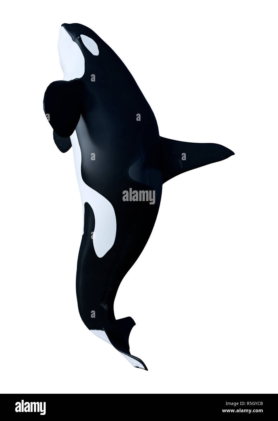 3D Rendering Orca Killer Whale on White Stock Photo - Alamy