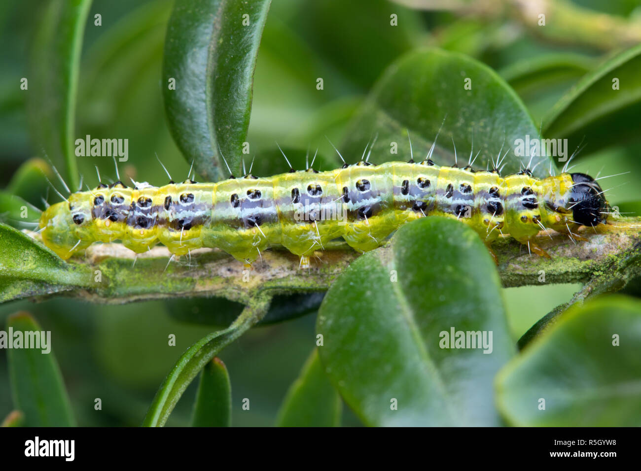 boxwood caterpillar caterpillar Stock Photo Alamy
