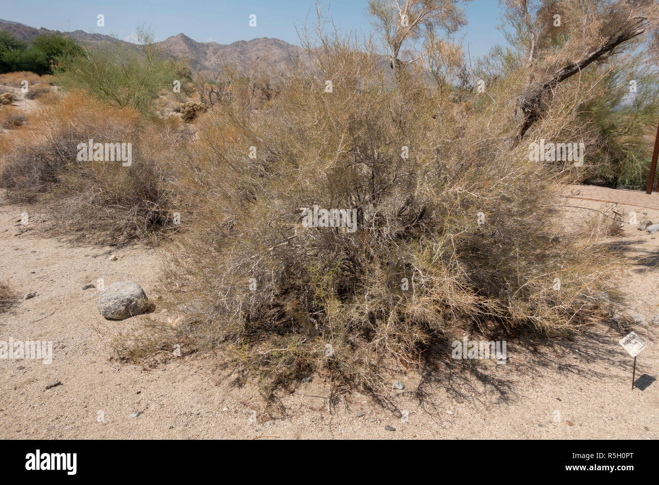 Indigo bush (Psorothamnus schottii), on the Ed Hastey Garden Trail, Santa Rosa and San Jacinto Mountains National Monument, Palm Desert, CA, USA. Stock Photo