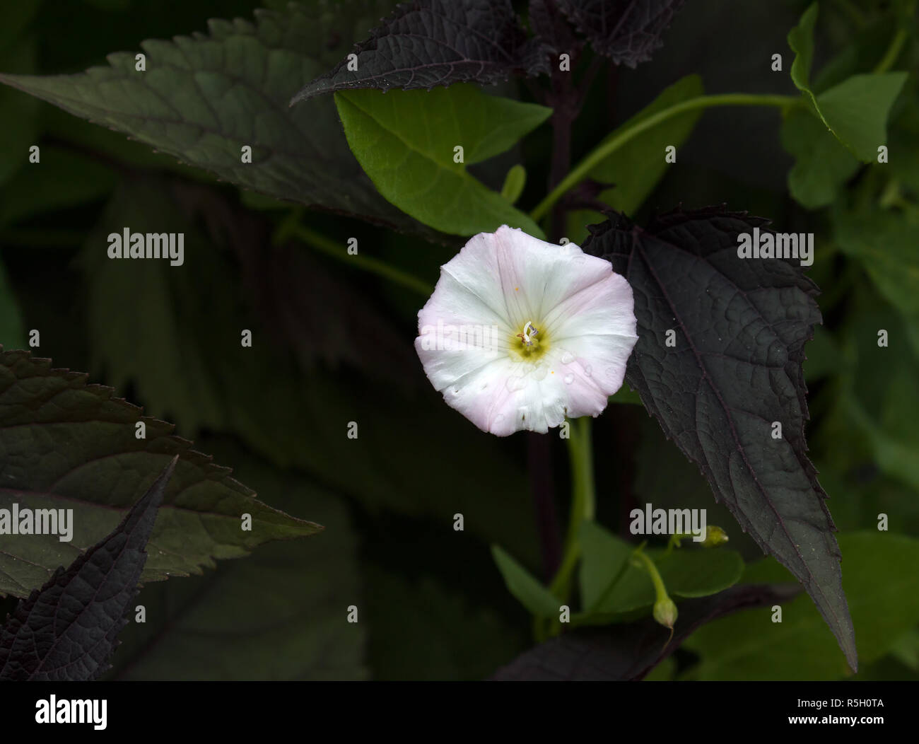 Field Bindweed Flower Stock Photo Alamy
