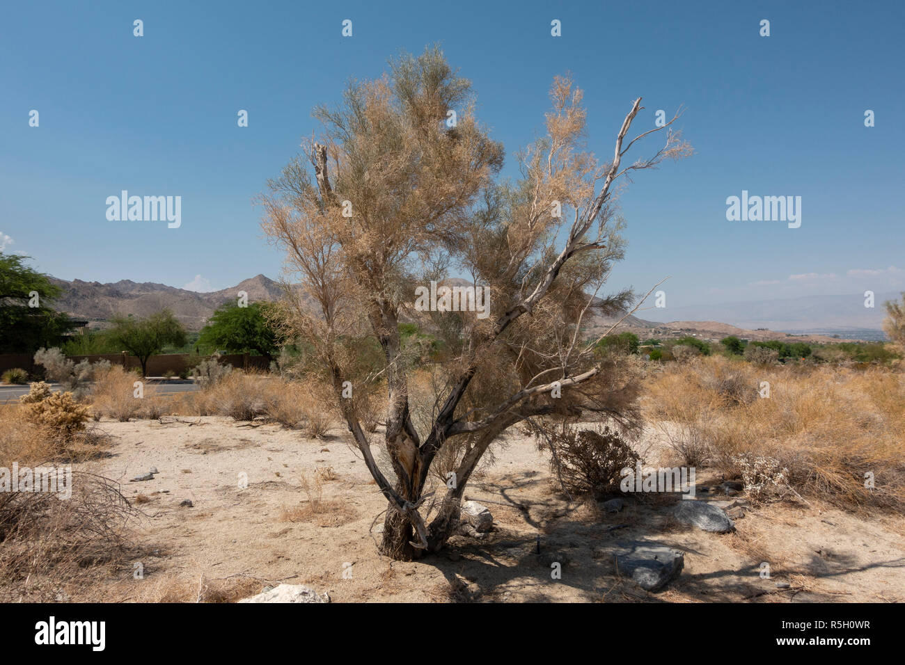 Smoke tree (Psorothamnus spinosus), Ed Hastey Garden Trail, Santa Rosa and San Jacinto Mountains National Monument, Palm Desert, CA, USA. Stock Photo