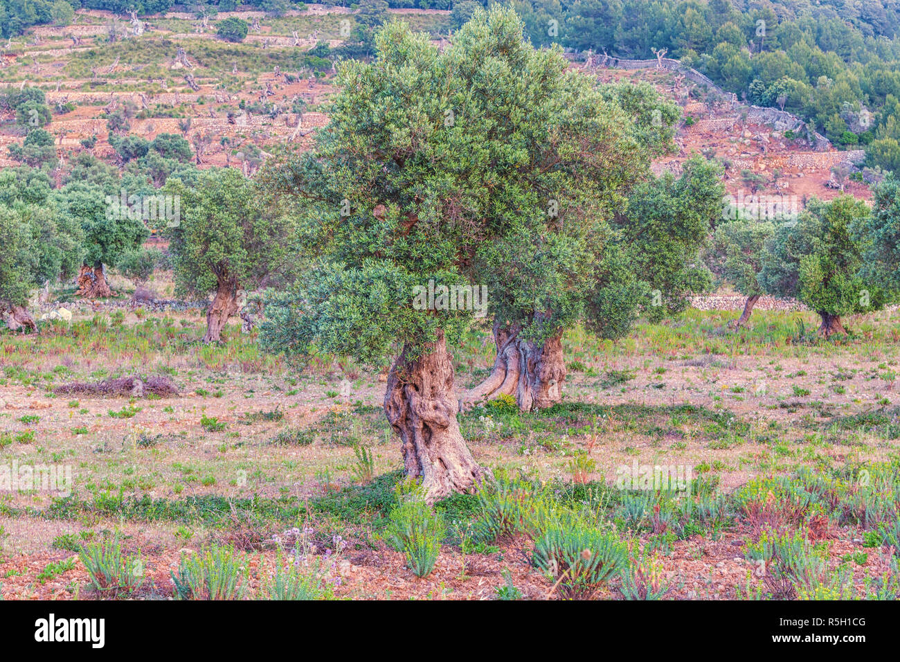 olive tree plantation in mallorca Stock Photo