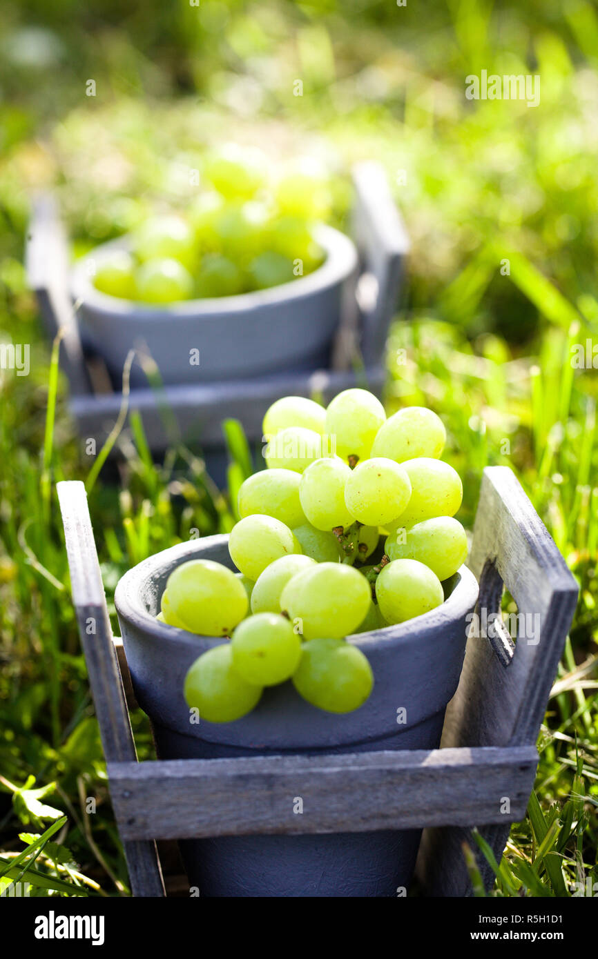 Grapes harvest.Fresh grapes in basket. Stock Photo