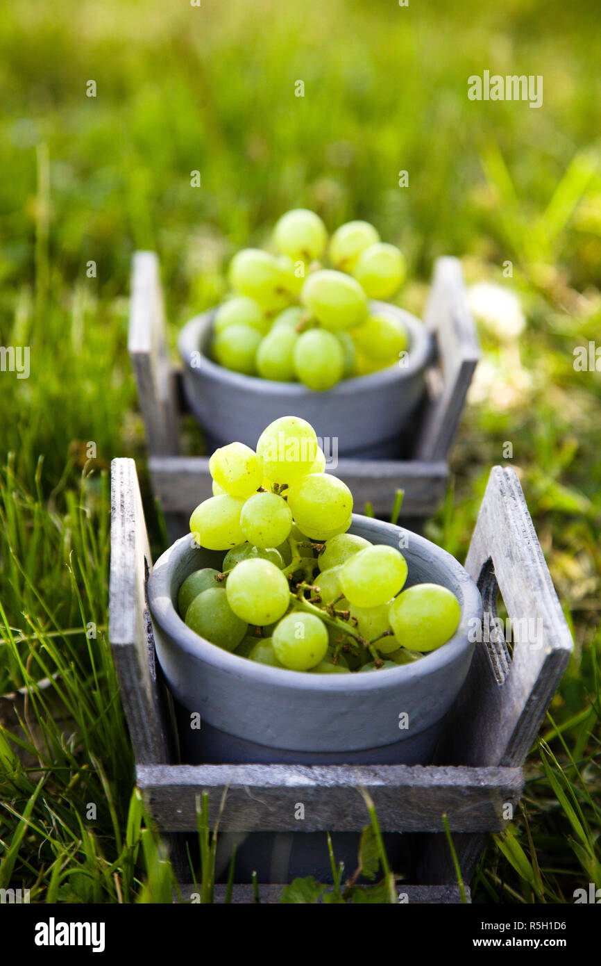 Grapes in grass Stock Photo