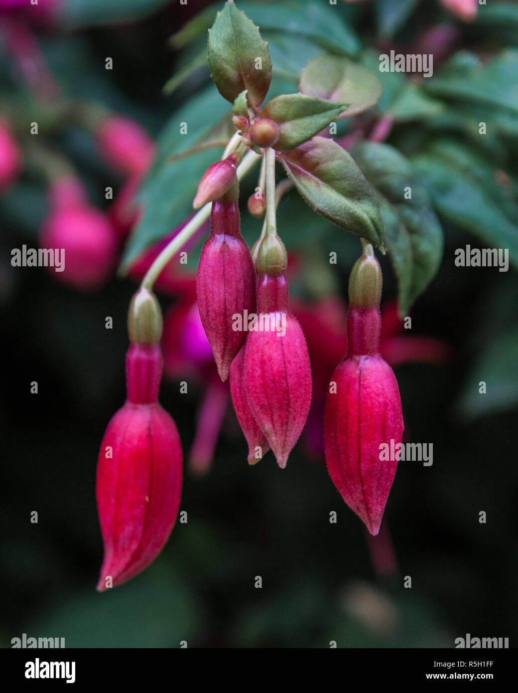 Fuchsia magellanica clossom Stock Photo