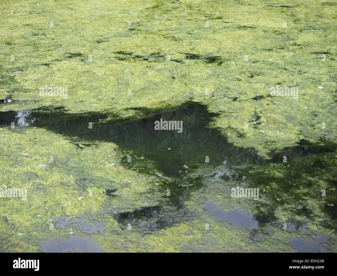 Algae floating on water Stock Photo Alamy