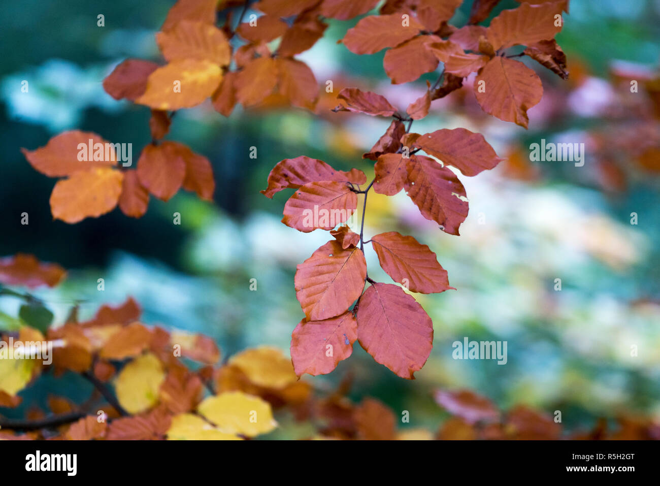 Close Up Of A Branch With Red Leaves Of A Beech Tree Stock Photo Alamy