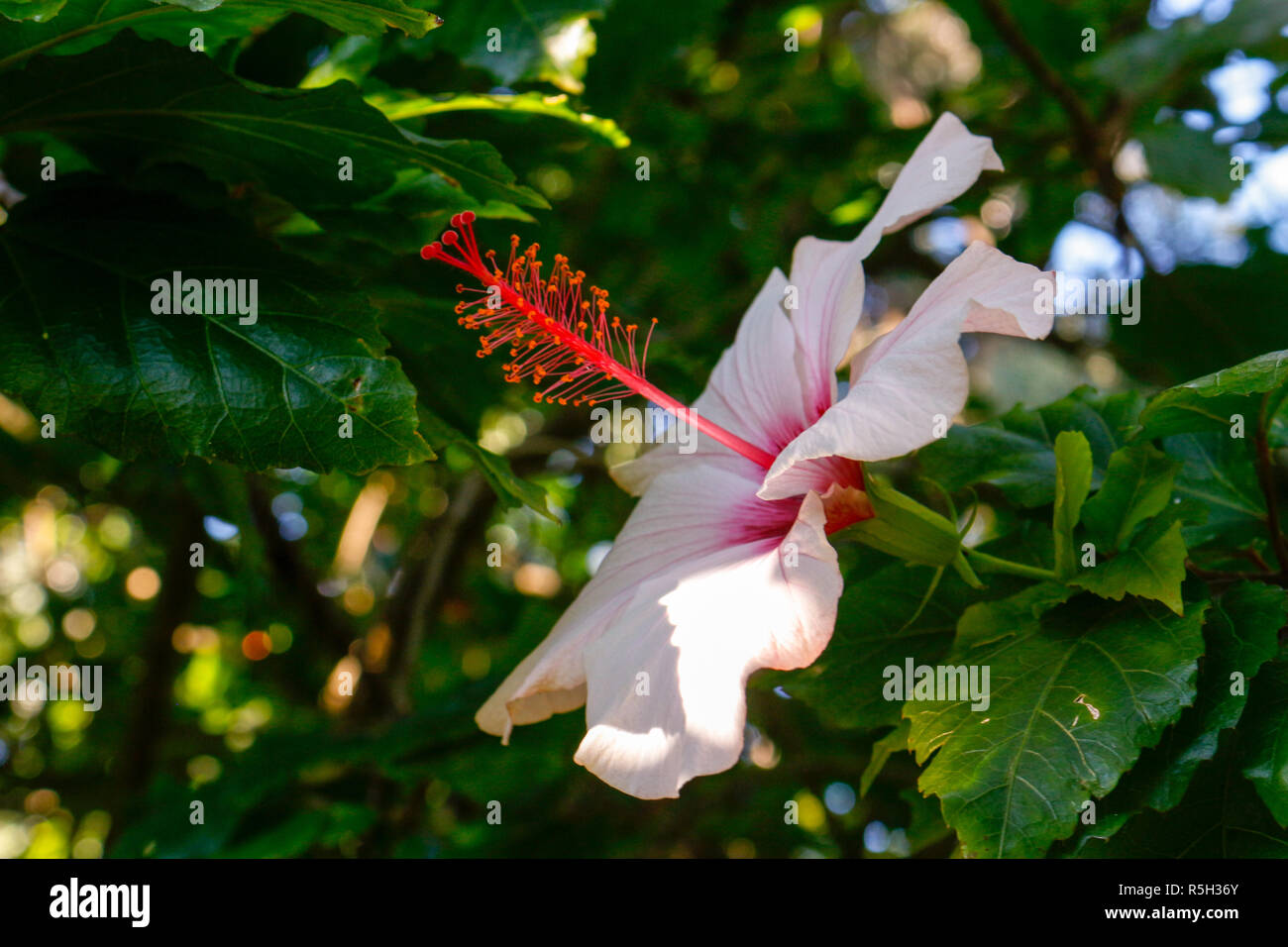 red and white flower Stock Photo Alamy