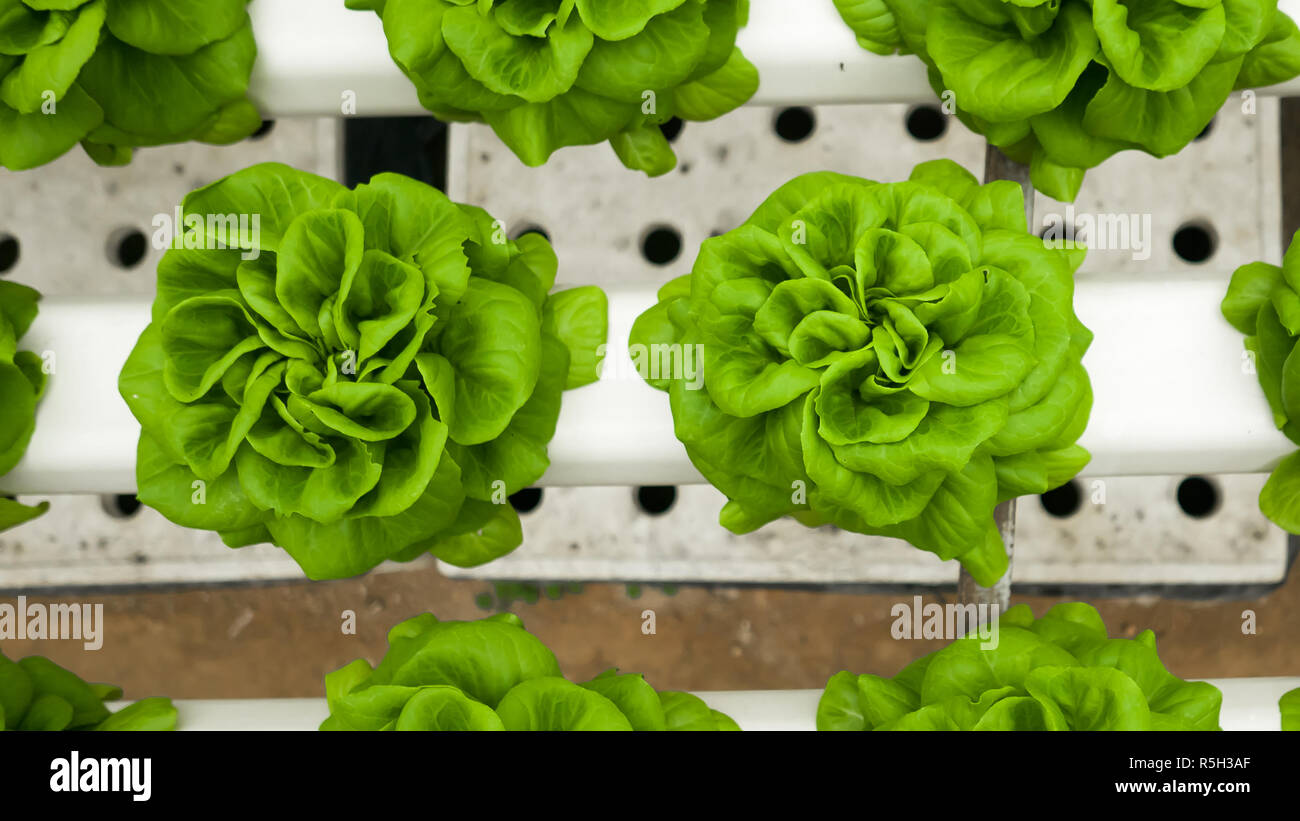 Food production method in hydroponic plant system. Growing lettuce in greenhouse using mineral salt solution. Stock Photo
