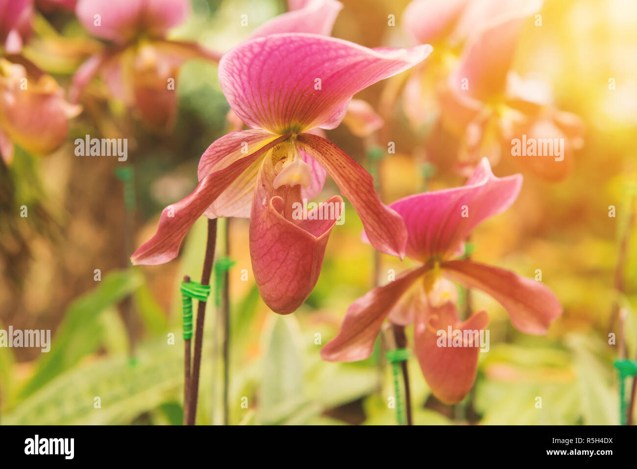 colorful of lady's slipper orchid in Beautiful garden (Paphiopedilum Callosum) Stock Photo