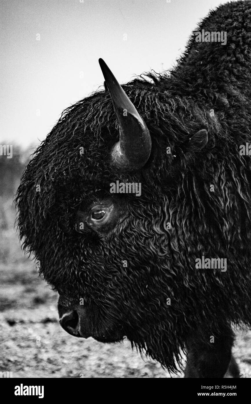 USA flag race helmet Stock Photo - Alamy