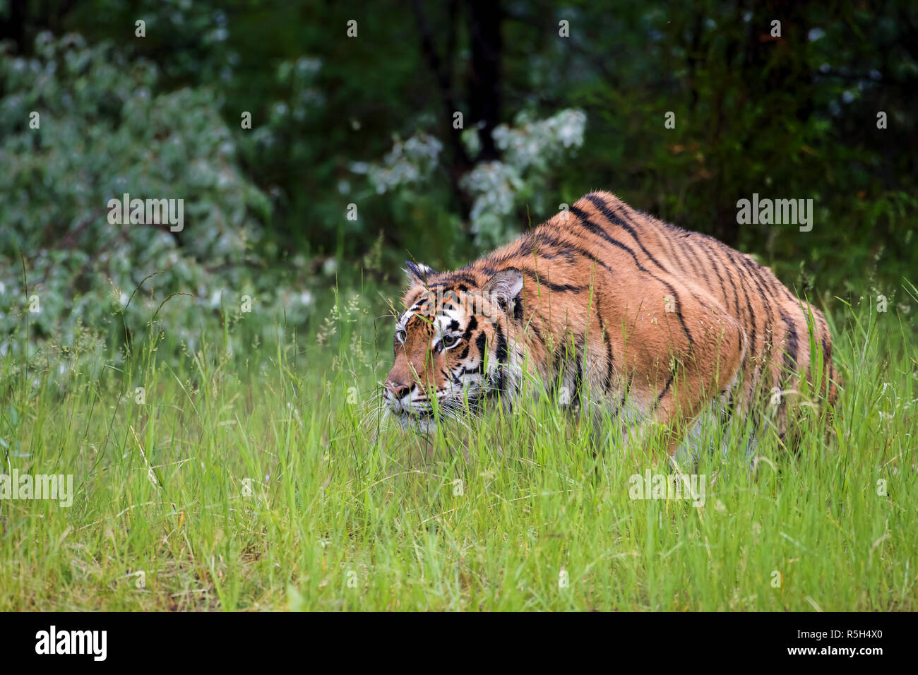 Amur Tiger Stalking through the Grass Stock Photo