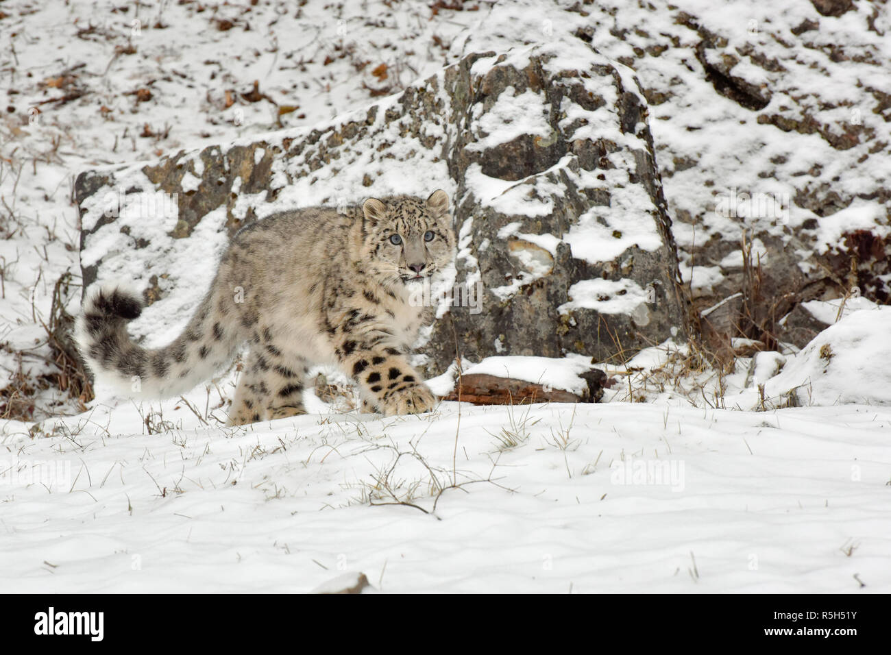 Snow Leopard Cub Walking along bottom of Cliff Stock Photo