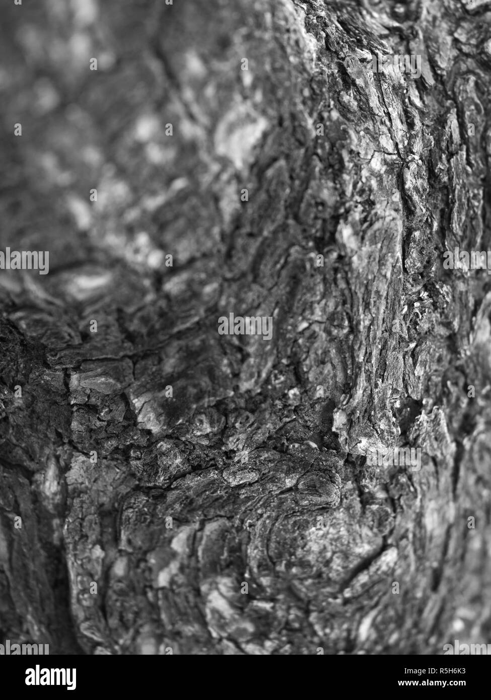 Bark view Black and White Stock Photos & Images Alamy