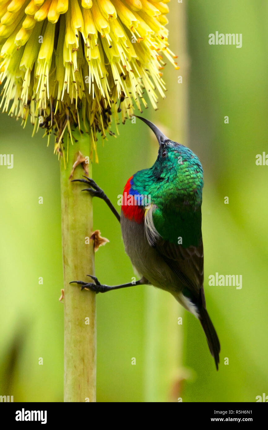 A mature male Southern double-collared sunbird feeding on a flower in a Cape Town garden. Stock Photo