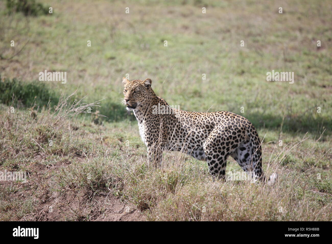 Leopard Kenya Africa savannah wild animal cat mammal Stock Photo - Alamy