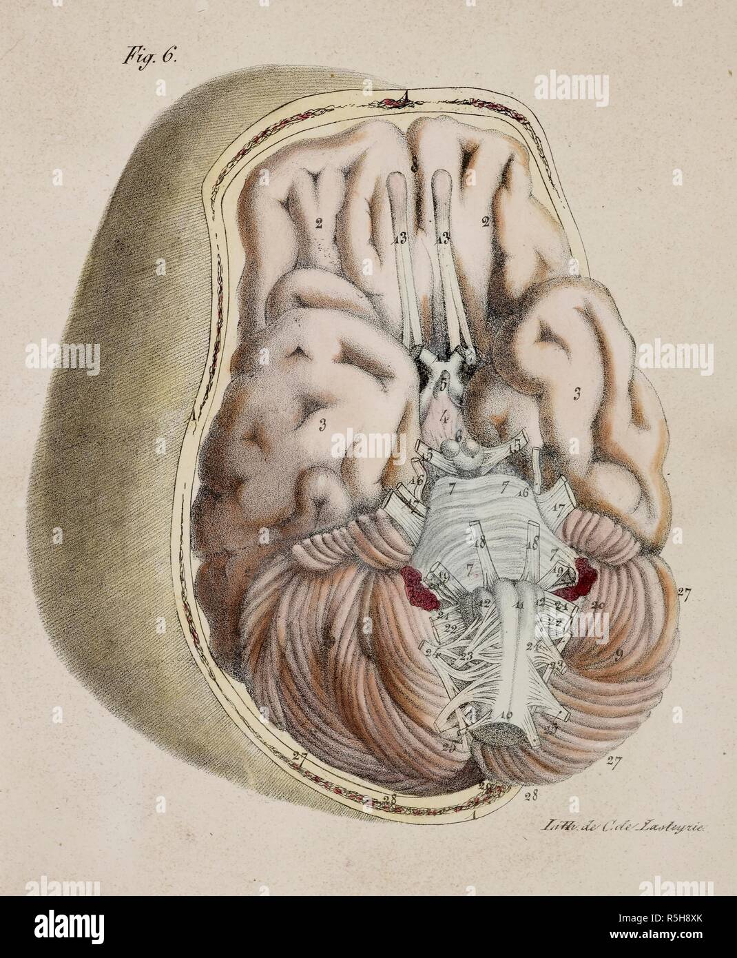 hippocampus anatomy neuroanatomy hippocampus anatomy neuroanatomy