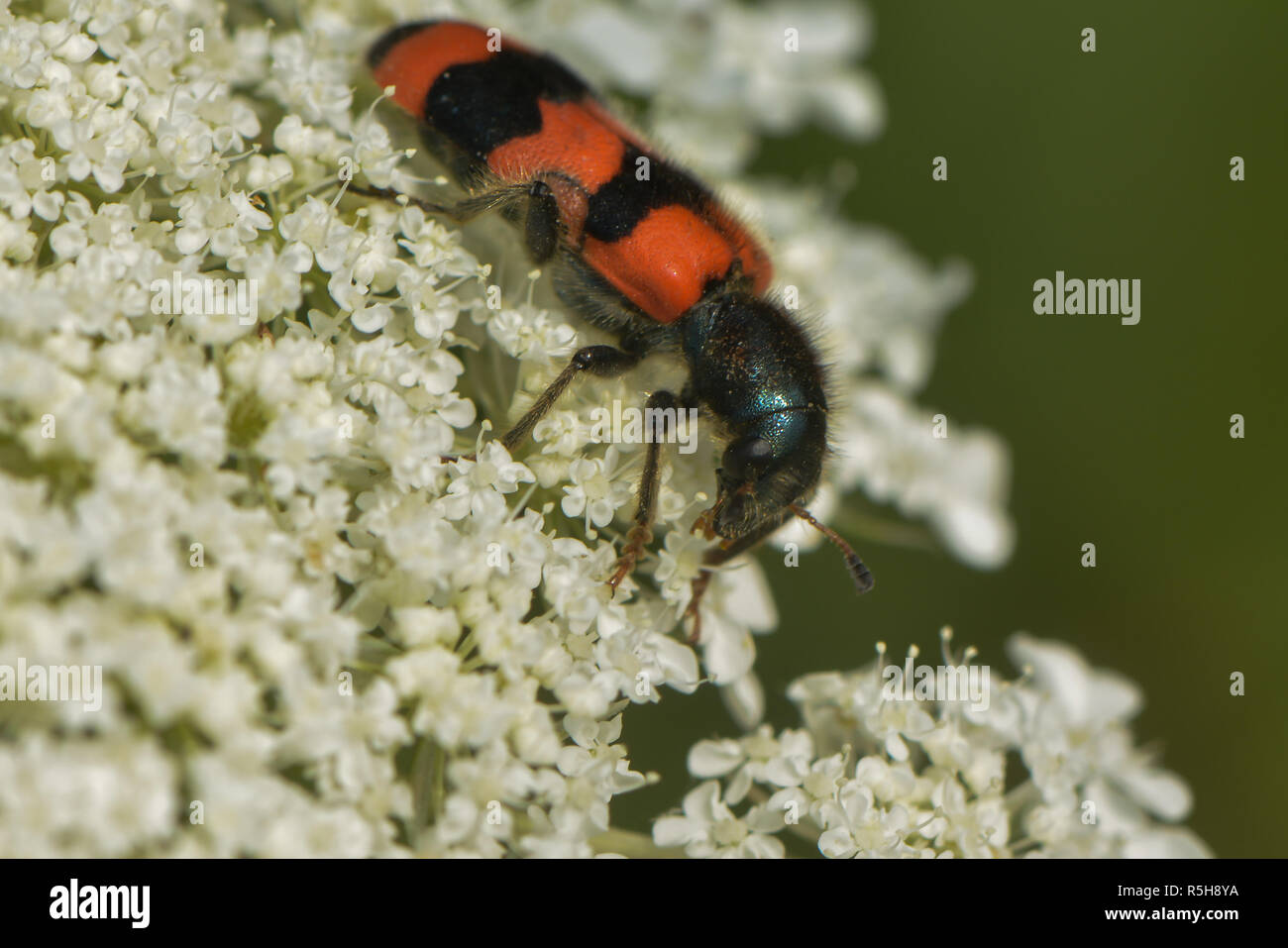 shaggy bee beetle on a white flower Stock Photo
