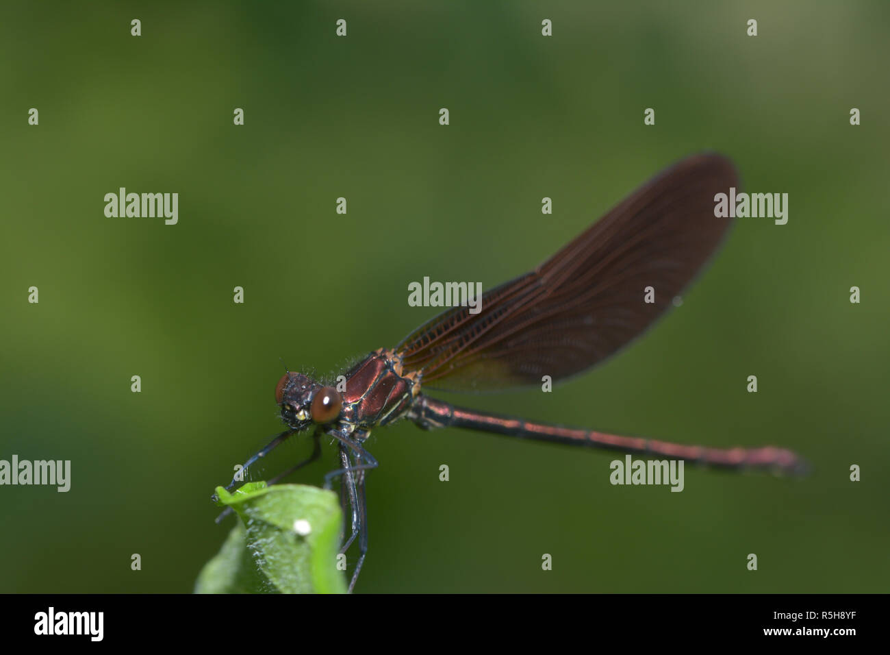 bronze splendor dragonfly Stock Photo
