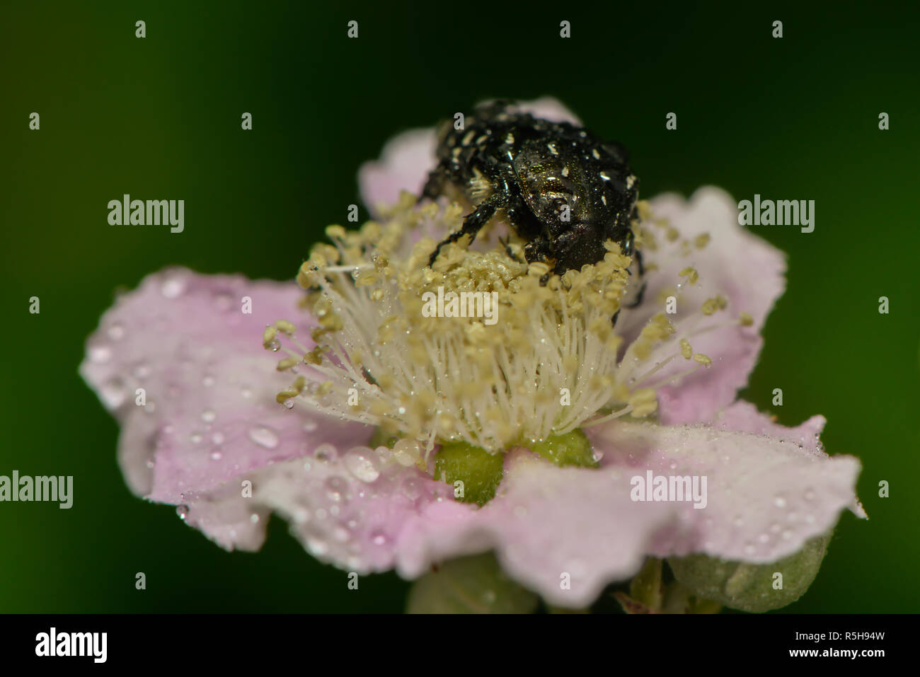mourning rose beetle sits on a hedge-rose blossom Stock Photo