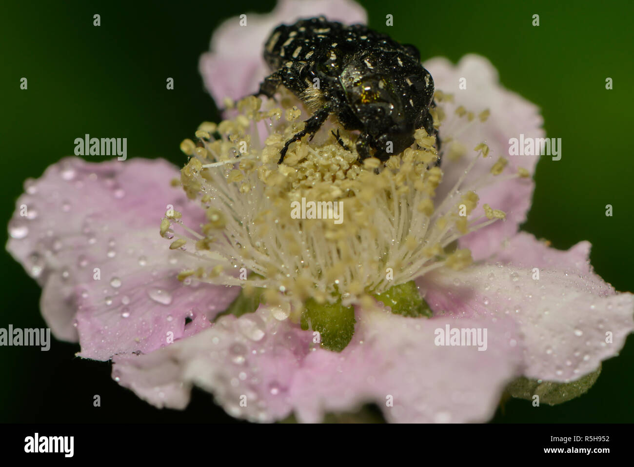 mourning rose beetle sits on a hedge-rose blossom Stock Photo