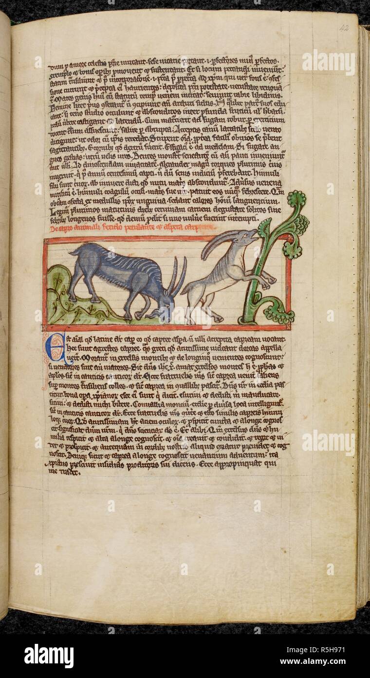 Two goats. Bestiary. England; between 1255 and 1265. [Miniature only] Two wild goats; one grazing, the other eating from a tall plant  Image taken from Bestiary.  Originally published/produced in England; between 1255 and 1265. . Source: Harley 3244, f.42. Language: Latin. Stock Photo