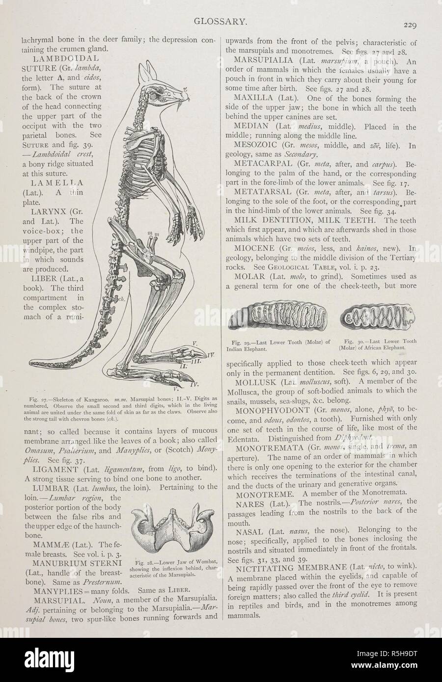 Page from a glossary, with a diagram the skeleton of a kangaroo. The Geographical Distribution of Animals, with a study of the relations of living and extinct faunas as elucidating the past changes of the earth's surface. ... . London, 1876. Source: 07209.dd.1 page 229. Author: WALLACE, ALFRED RUSSEL. Stock Photo