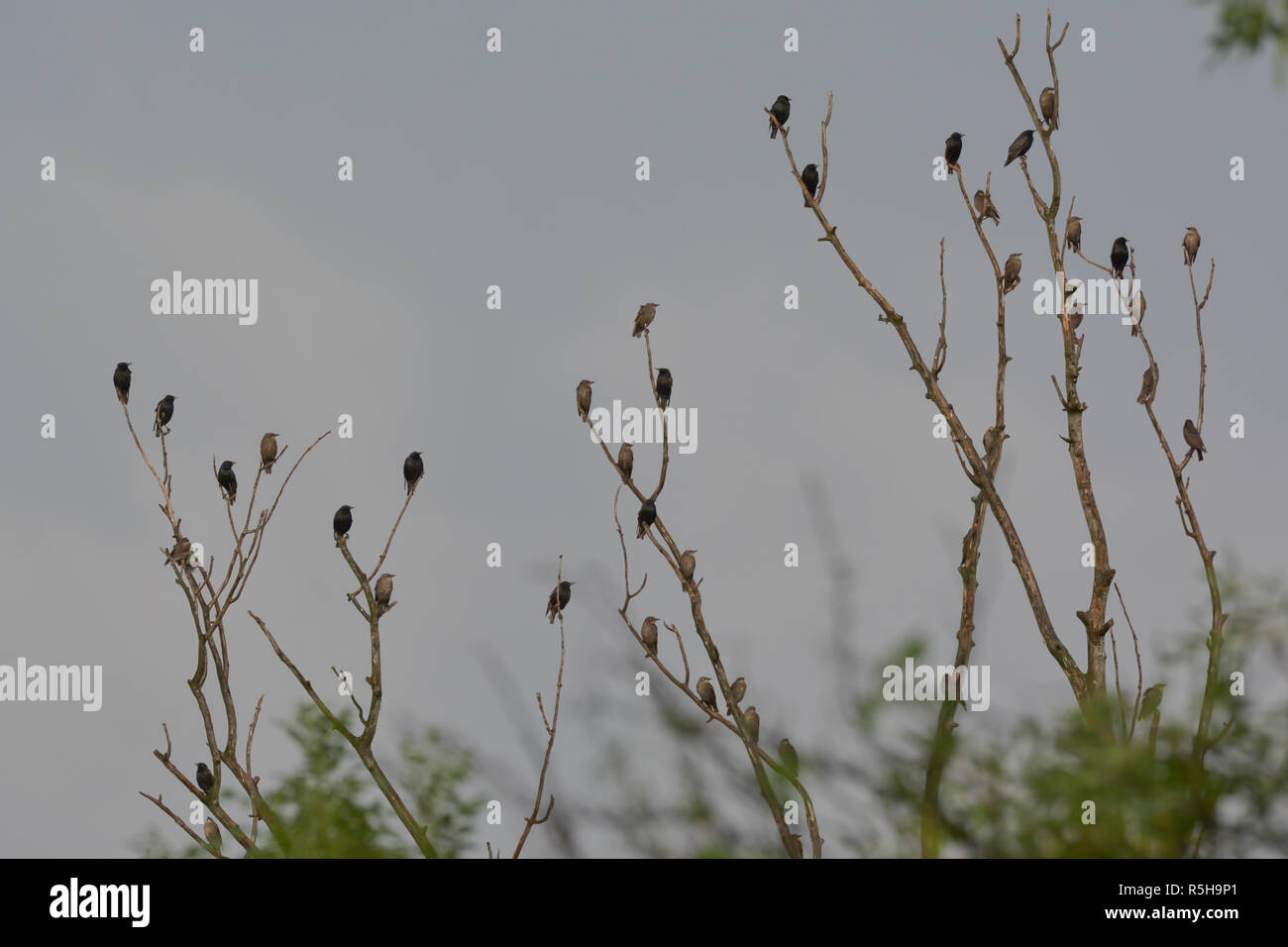 stare bathe in the rain on a bare tree Stock Photo Alamy