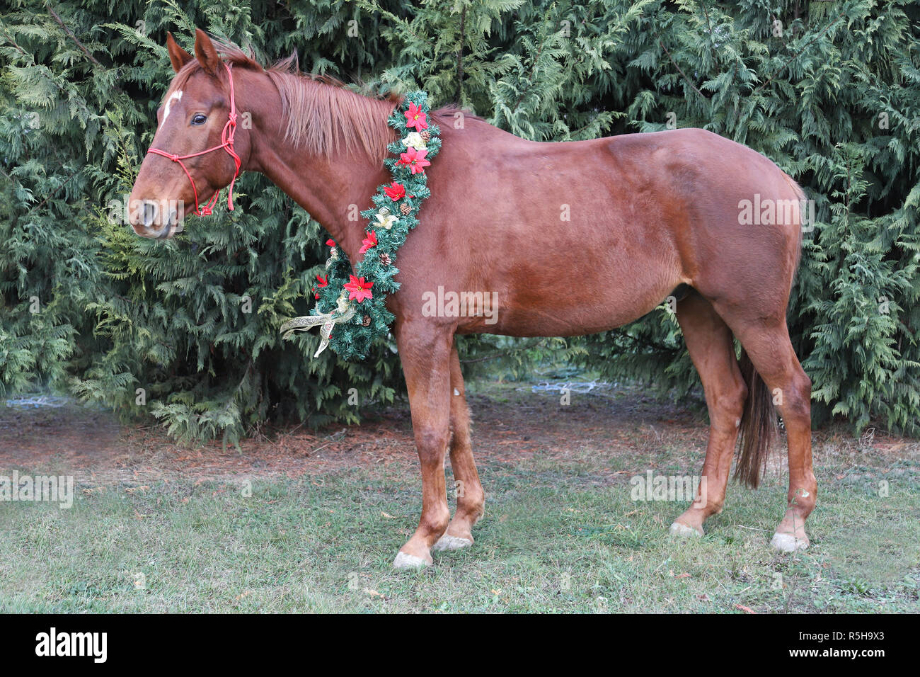 Beautiful christmas image of a chestnut saddle horse wearing a wreath with red flowers and golden bows Stock Photo