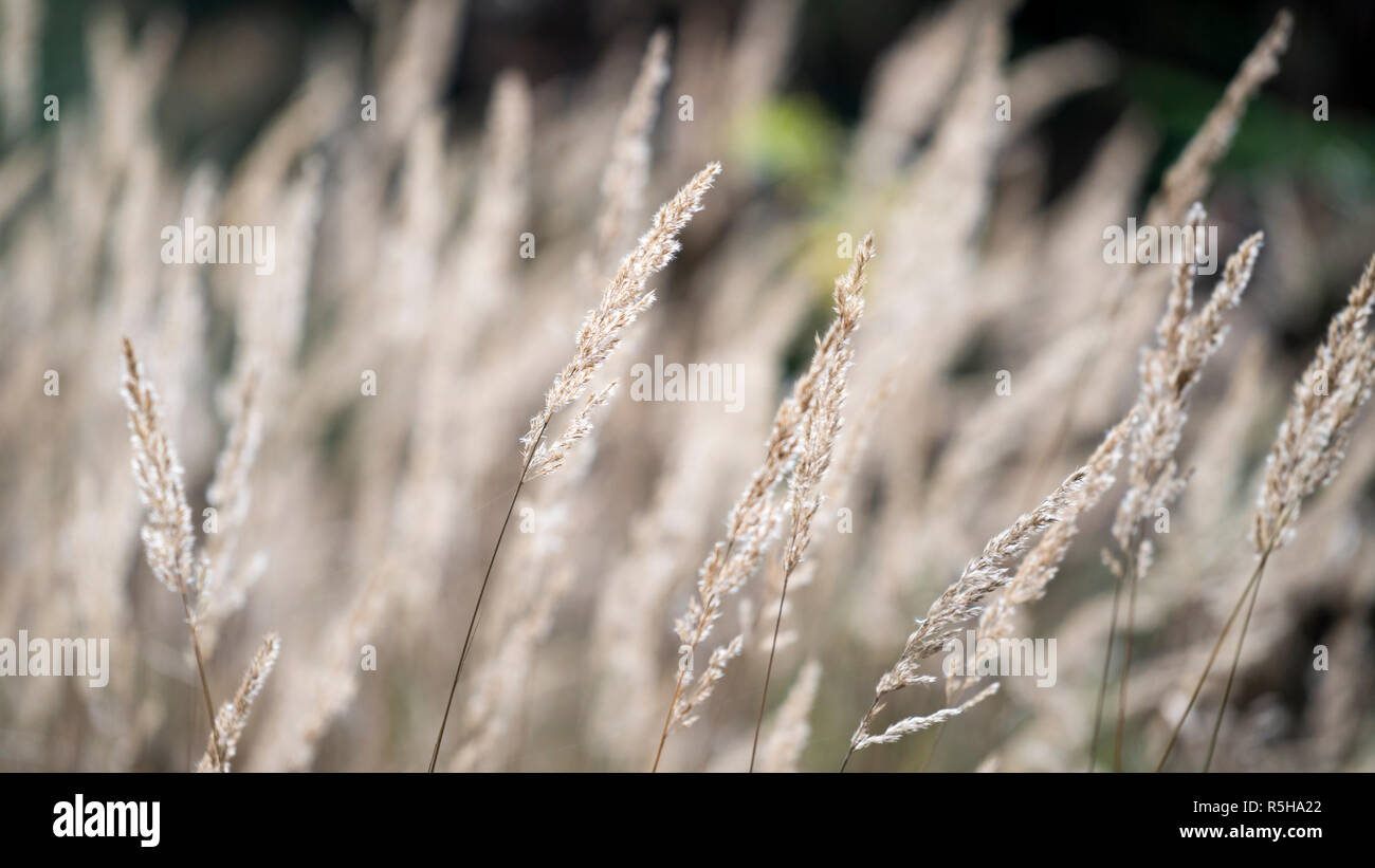Close-up of grasses in the wind Stock Photo