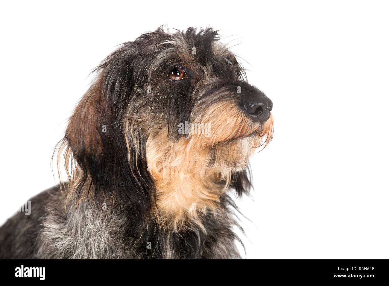 dachshund head free Stock Photo