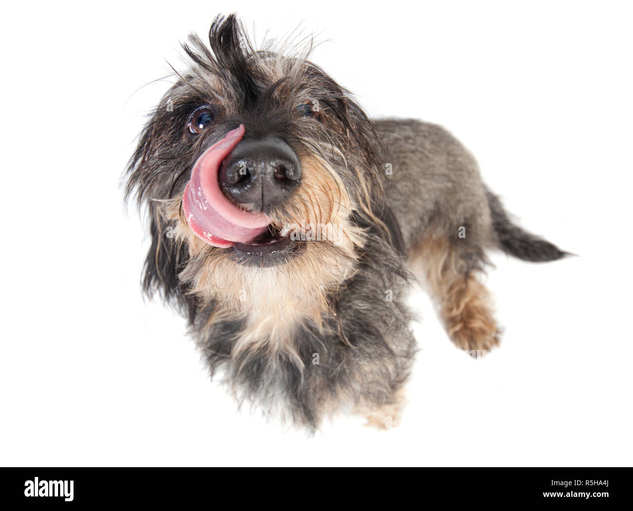 dachshund tongue released Stock Photo