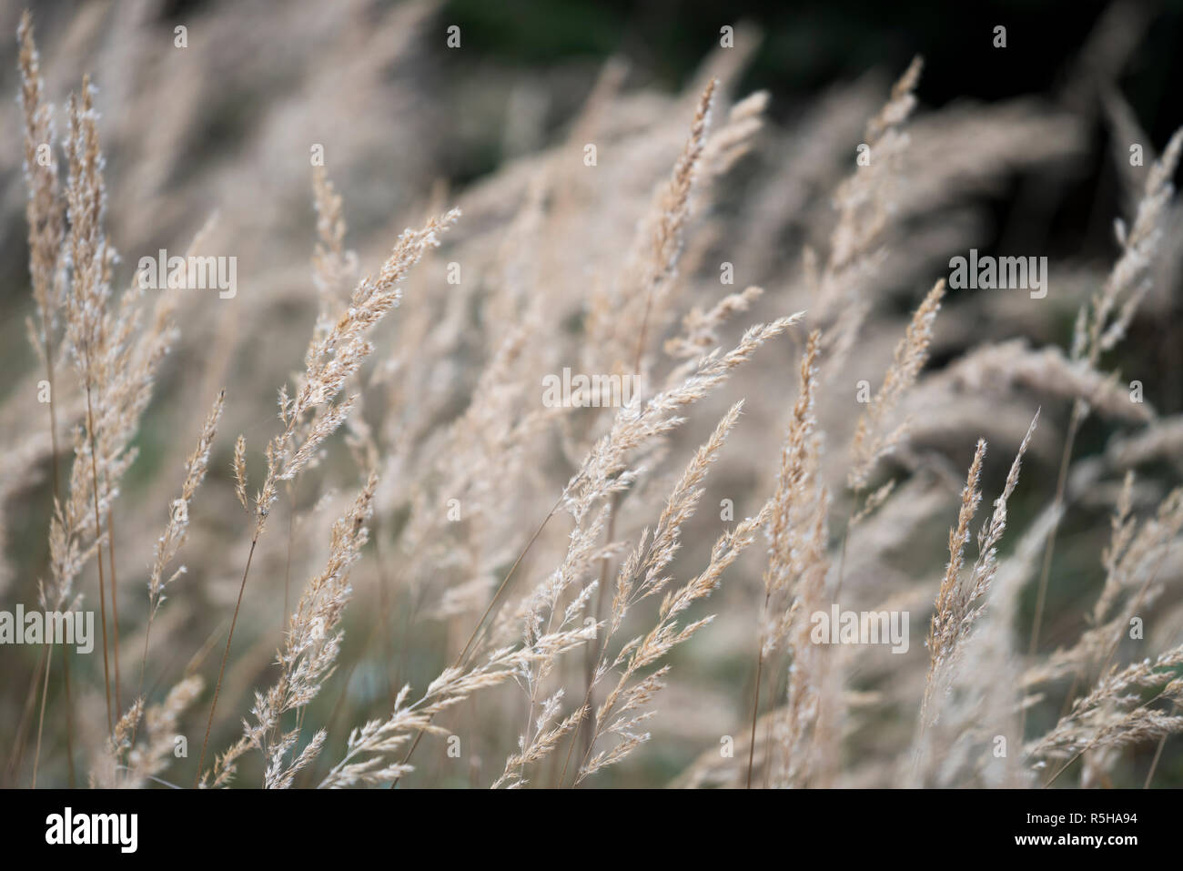 Close-up of grasses in the wind Stock Photo