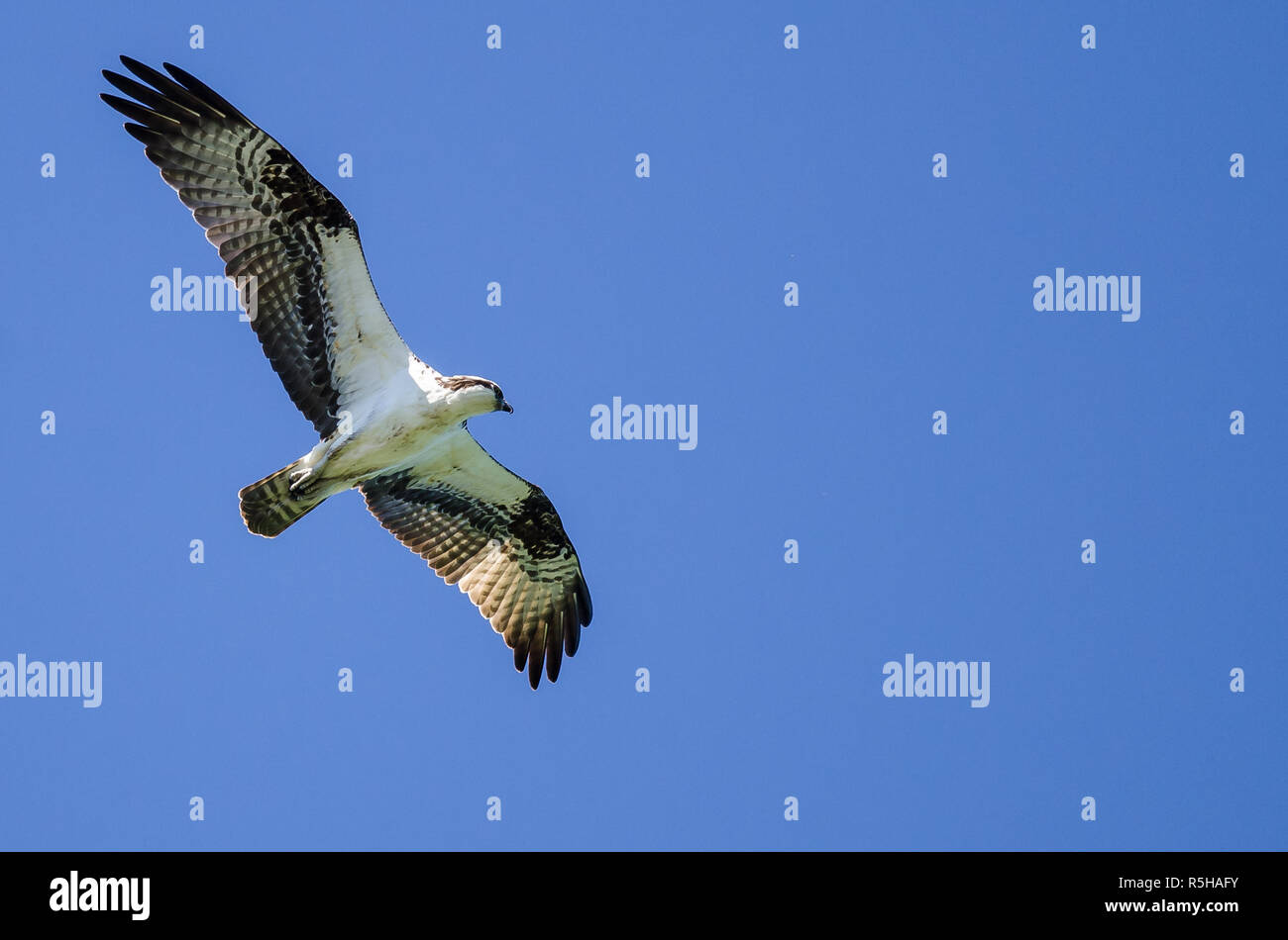 Lone Osprey Flying in a Blue Sky Stock Photo - Alamy
