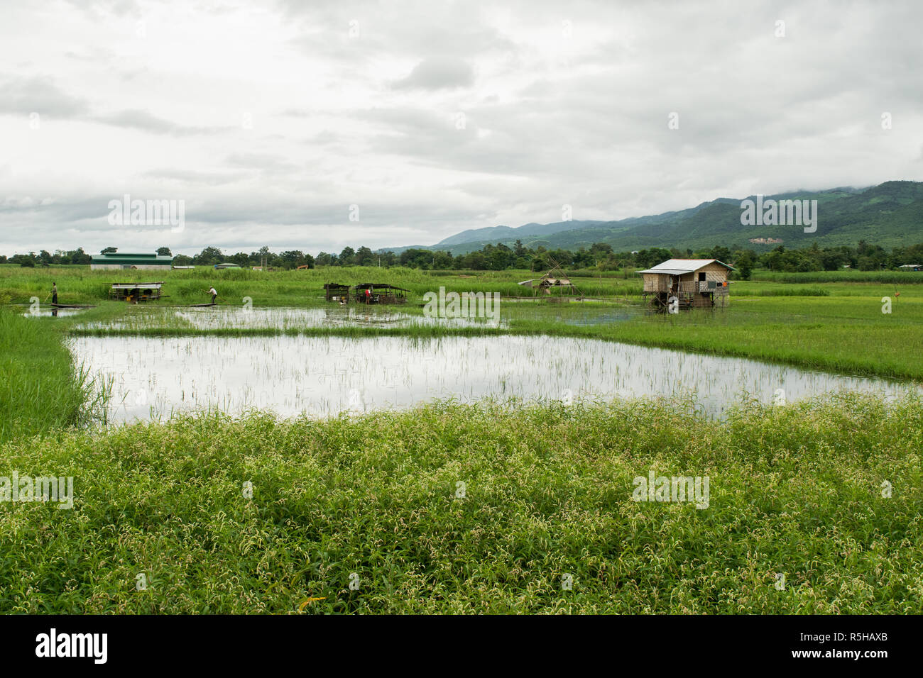 An agricultural area near Inle Lake, Shan region, Myanmar, Burma. A rice plantation field, flooded with water with a small hut. Rice local farming Stock Photo