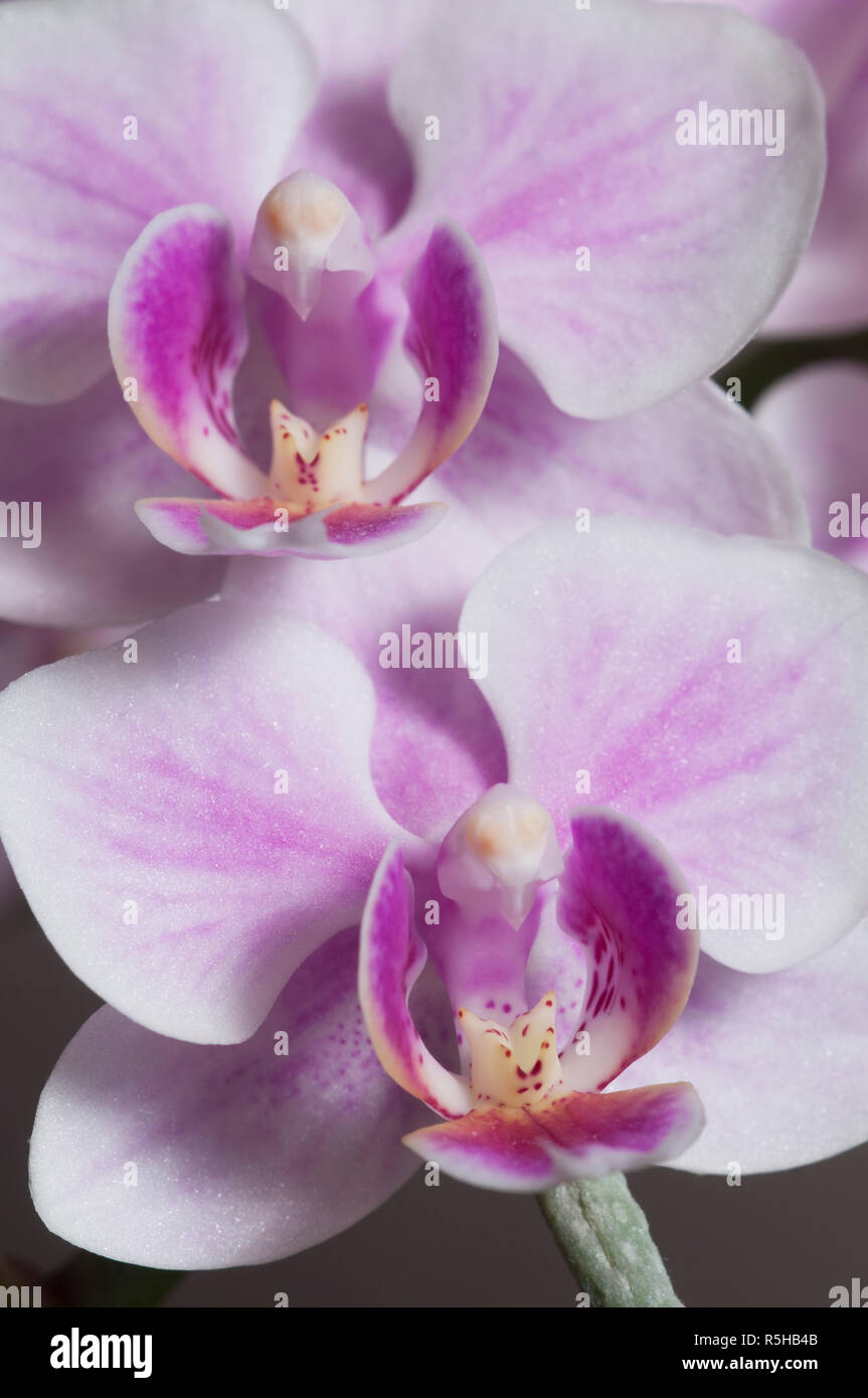 Phalaenopsis orchid flowers on a grey background (butterfly orchid) Stock Photo