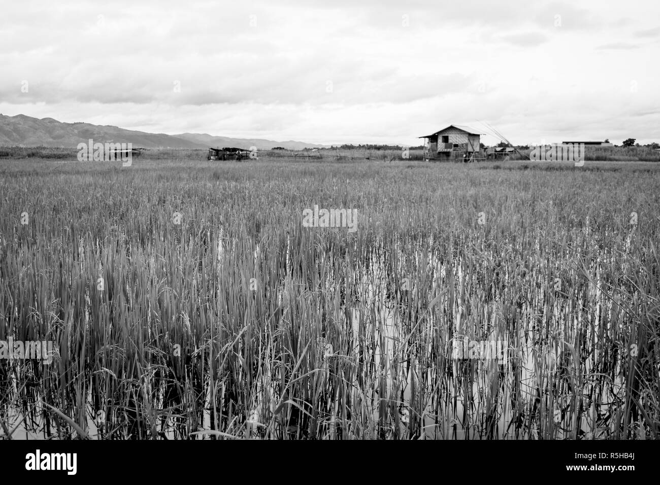 agriculture near Inle Lake, Shan, Myanmar, Burma. A rice plantation field, flooded with water with a small hut. Rice local farming, black and white Stock Photo