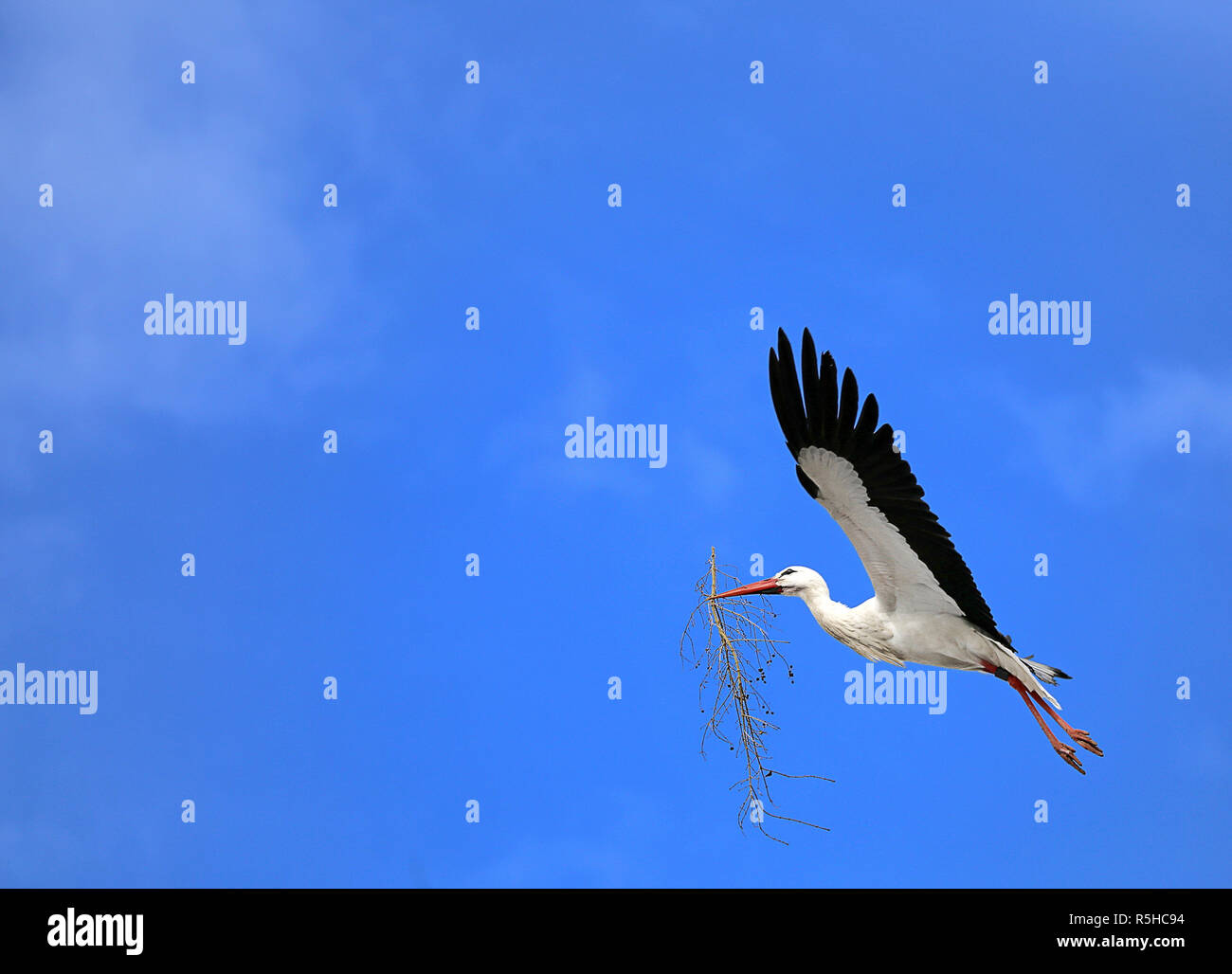 stork in flight with nesting material in front of blue sky Stock Photo