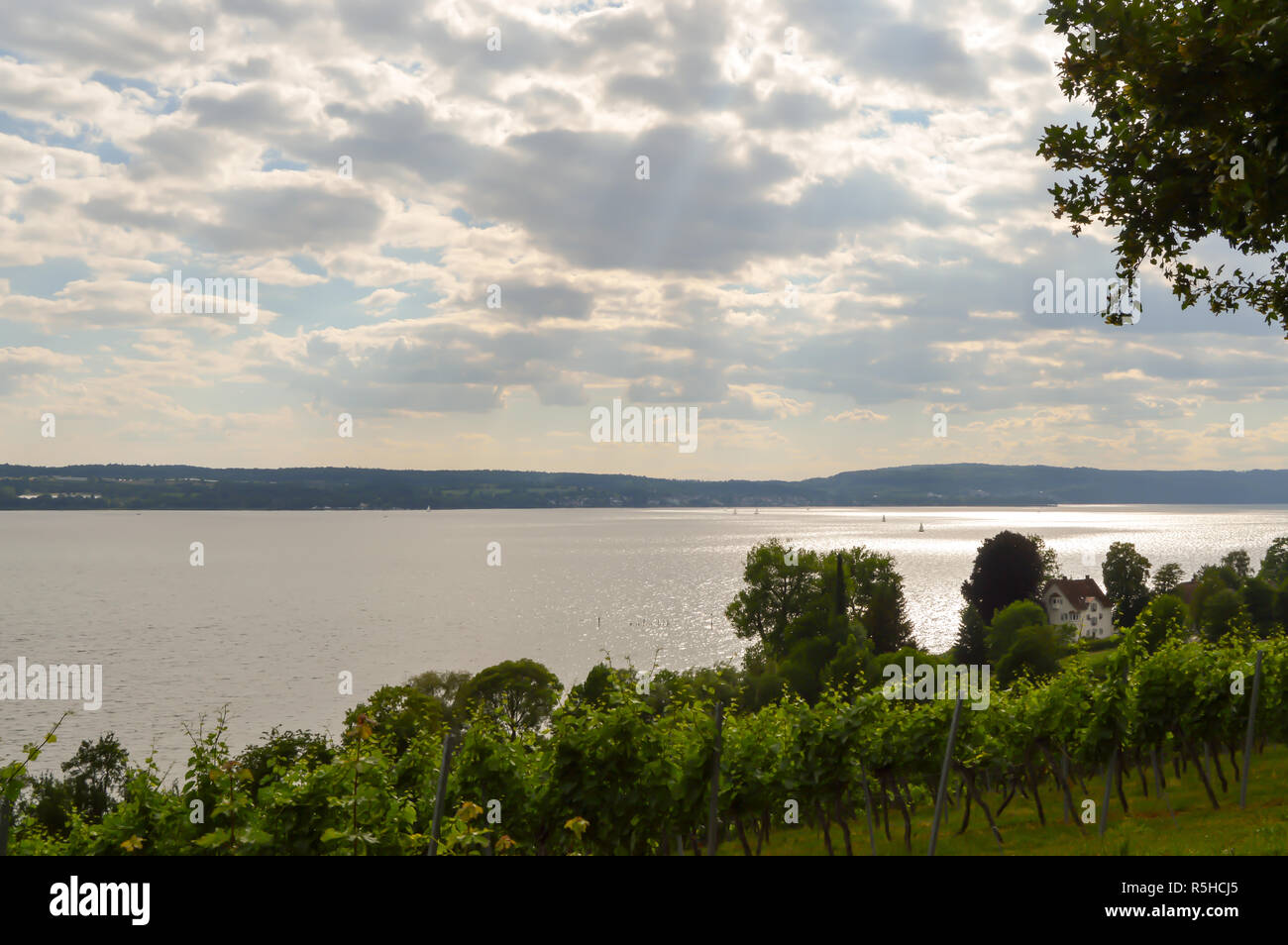 View of vine plants in Uhldingen Stock Photo