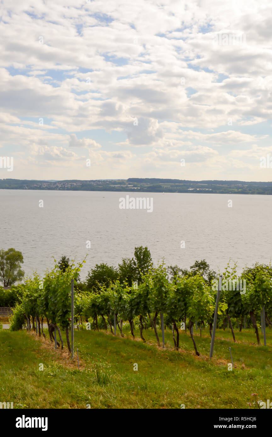 View of vine plants in Uhldingen Stock Photo